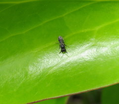 Hylaeus asperithorax