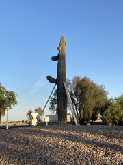 Carnegiea gigantea