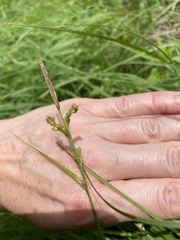 Carex biltmoreana