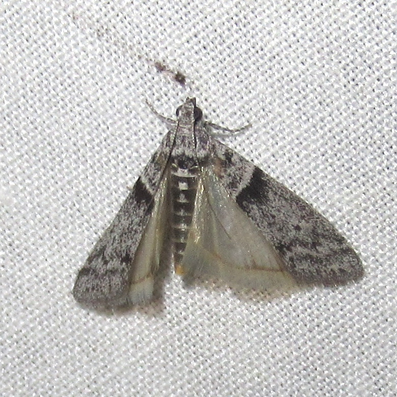 Myelopsis minutulella