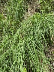 Carex biltmoreana