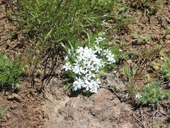 Phlox multiflora