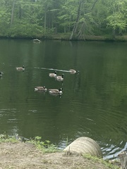 Branta canadensis
