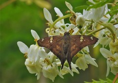 Ectomis octomaculata