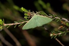 Chlorocoma paraphylla