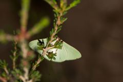 Chlorocoma paraphylla