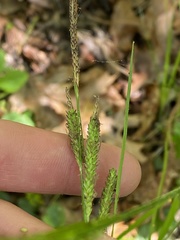 Carex barrattii