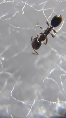 Trichomyrmex mayri