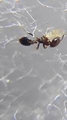 Trichomyrmex mayri