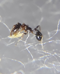 Trichomyrmex mayri