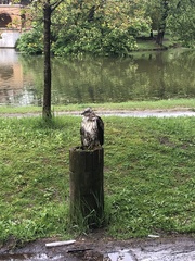 Buteo jamaicensis