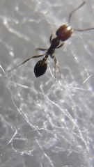 Trichomyrmex mayri