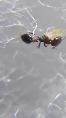 Trichomyrmex mayri