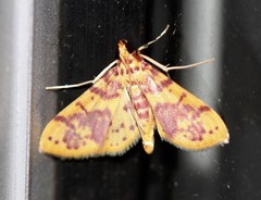 Conogethes haemactalis