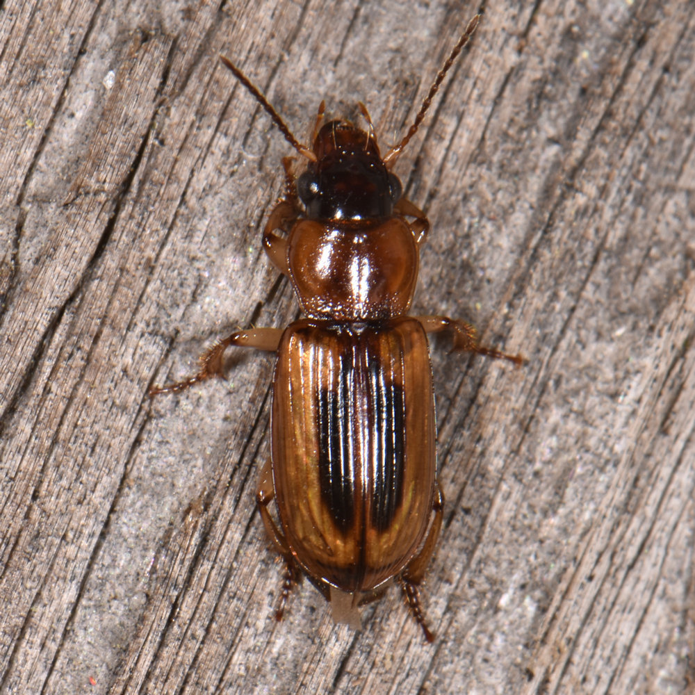 Leconte's Seedcorn Beetle