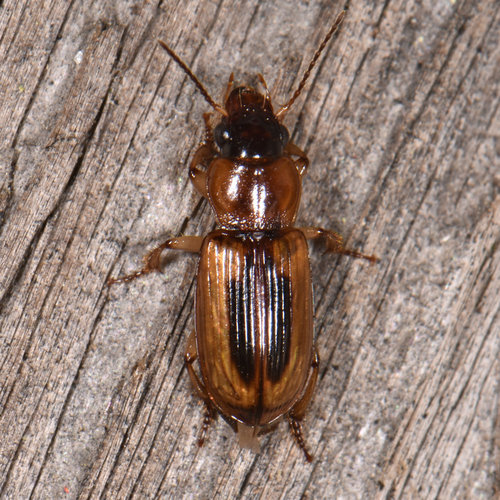 Leconte's Seedcorn Beetle