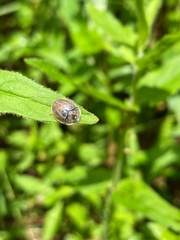 Physonota unipunctata