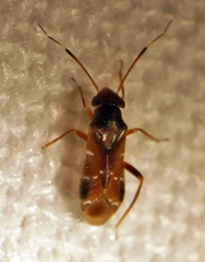 Pilophorus