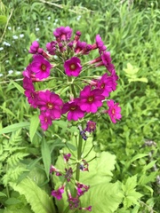 Primula japonica