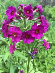 Primula japonica
