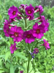 Primula japonica