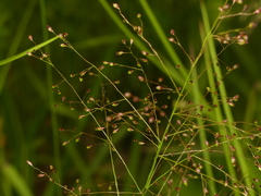 Dichanthelium microcarpon
