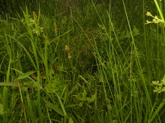 Dichanthelium microcarpon