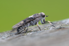 Tabanus trimaculatus