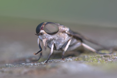 Tabanus trimaculatus