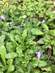 Ajuga pygmaea