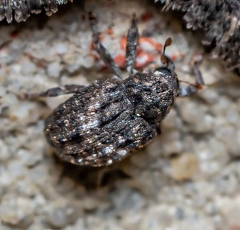 Eubulus