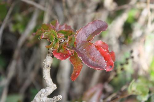 Barberry foliage