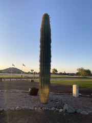 Carnegiea gigantea