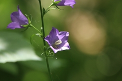 Campanula persicifolia