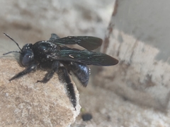 Xylocopa iridipennis