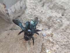 Xylocopa iridipennis