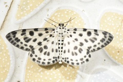 Percnia