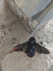 Xylocopa iridipennis