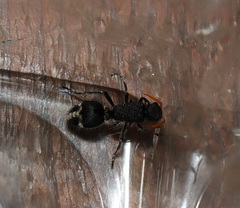 Ephutomorpha ruficornis