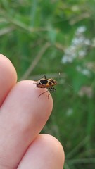 Tropidothorax sternalis