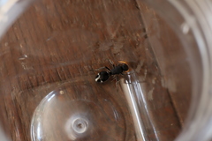 Ephutomorpha ruficornis