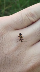 Tropidothorax sternalis