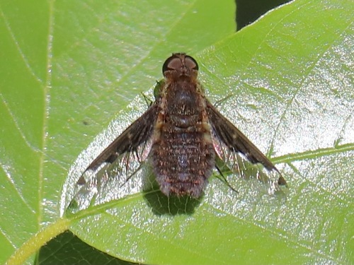 Hemipenthes scylla (Osten Sacken, 1887)