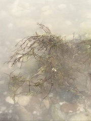 Najas guadalupensis