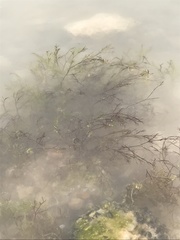 Najas guadalupensis