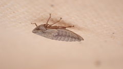 Bathysmatophorinae
