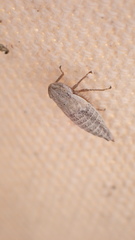 Bathysmatophorinae