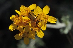 Nemognatha scutellaris