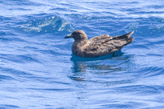 Stercorarius antarcticus