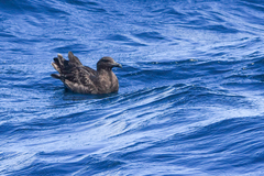 Stercorarius antarcticus